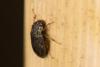 Helophorus sp.